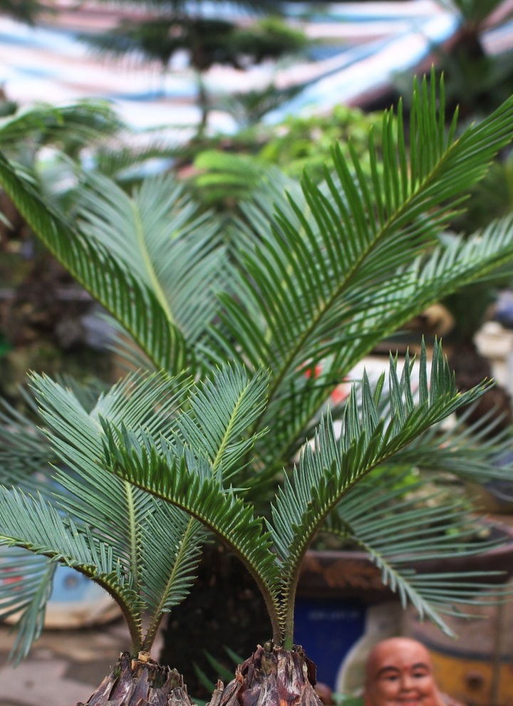 Chán mai, ngán đào, nhiều thượng đế săn lùng mua vạn tuế bonsai chơi Tết - 5