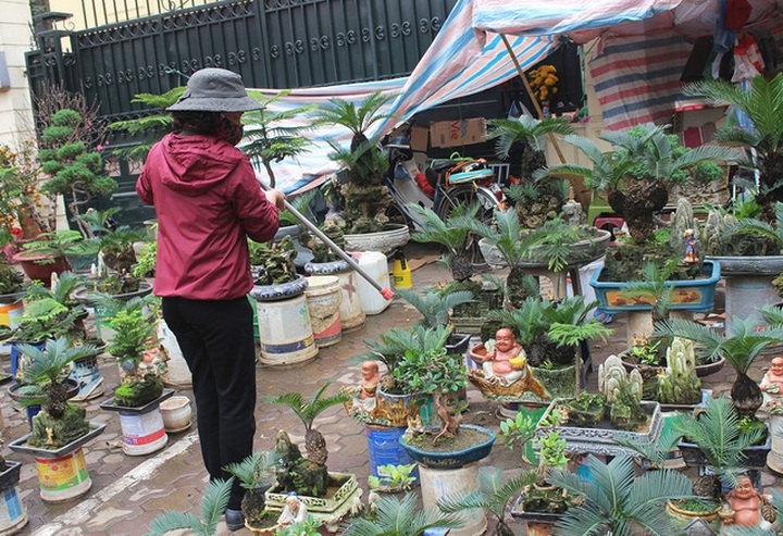 Chán mai, ngán đào, nhiều thượng đế săn lùng mua vạn tuế bonsai chơi Tết - 6