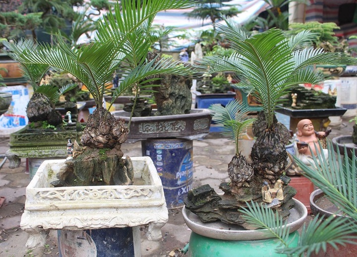 Chán mai, ngán đào, nhiều thượng đế săn lùng mua vạn tuế bonsai chơi Tết - 8