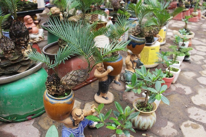 Chán mai, ngán đào, nhiều thượng đế săn lùng mua vạn tuế bonsai chơi Tết - 9