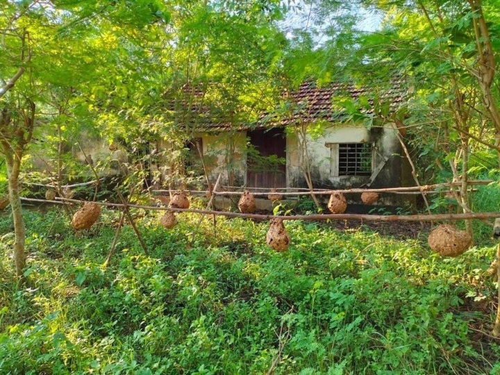 Chàng trai 19 tuổi kể chuyện nuôi con kịch độc bán nhộng lấy tiền - 1