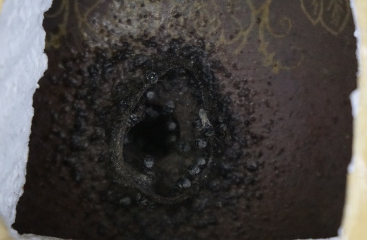 Chàng trai rước loài ong tí hon về nhà nuôi không ngờ thu bạc triệu - 1