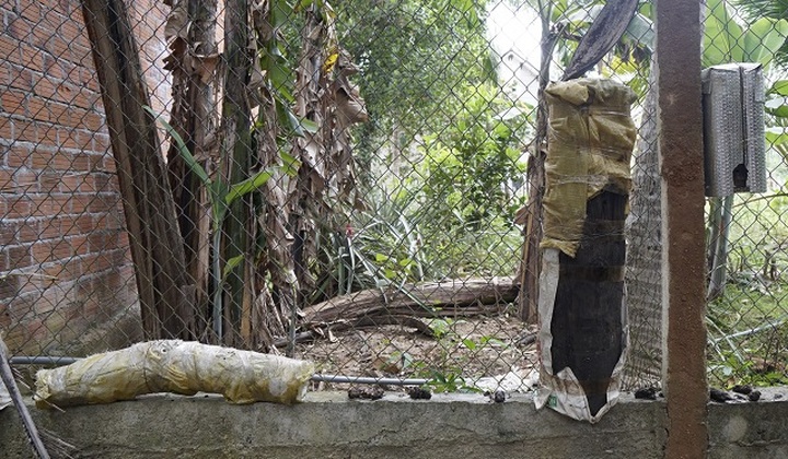 Chàng trai rước loài ong tí hon về nhà nuôi không ngờ thu bạc triệu - 3