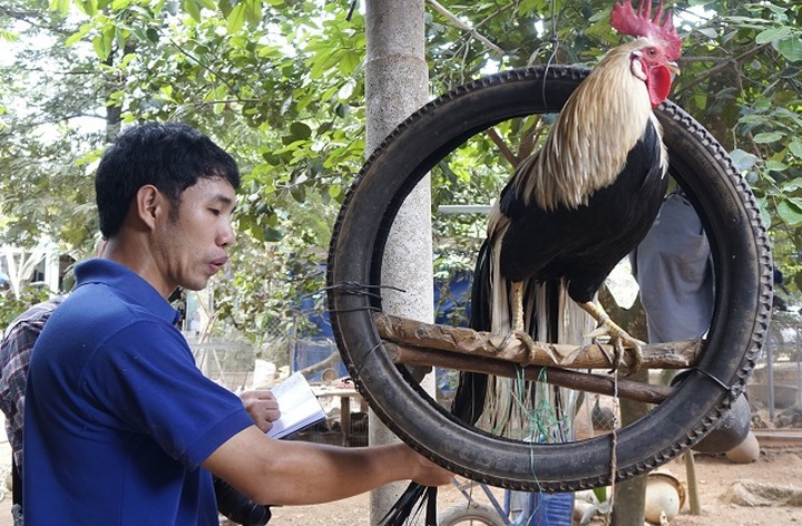 Chàng trai rước loài ong tí hon về nhà nuôi không ngờ thu bạc triệu - 6