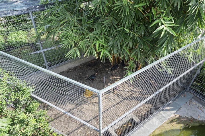 Chi 780 triệu đồng làm nhà vườn trồng rau, nuôi gà đẹp mê ở Long An - 4