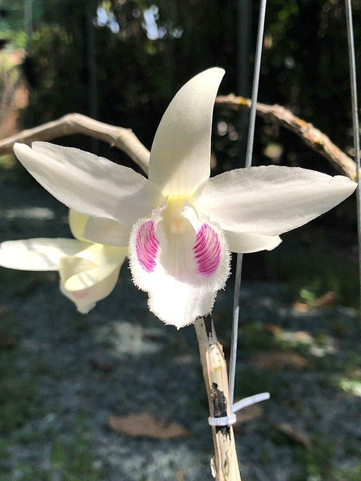 Bông hoa lan phi điệp 5ct mắt xước trên chậu hoa giá 2,7 tỷ đồng vừa giao dịch thành công.