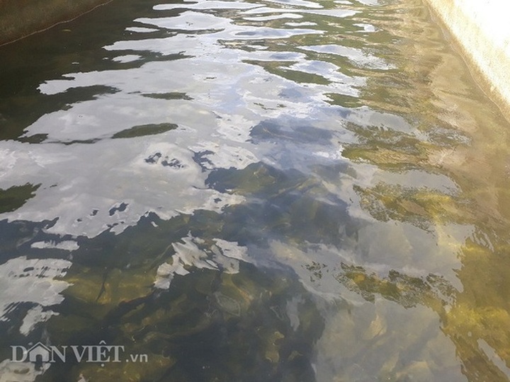 Chỉ huy hàng vạn con cá “quý tộc” không xương, 9X Lai Châu thu cả tỷ đồng - 2