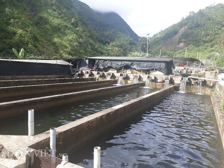 Chỉ huy hàng vạn con cá “quý tộc” không xương, 9X Lai Châu thu cả tỷ đồng - 4