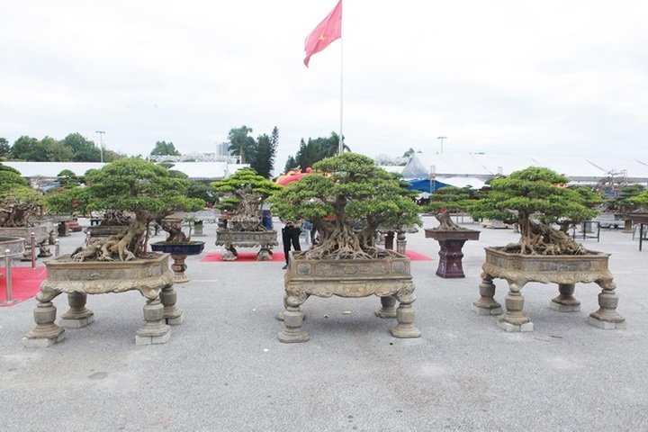 Chiêm ngưỡng bộ sanh cổ hơn 10 tỷ đồng, đại gia hỏi mua nhưng không bán - 1