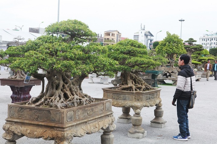 Chiêm ngưỡng bộ sanh cổ hơn 10 tỷ đồng, đại gia hỏi mua nhưng không bán - 11