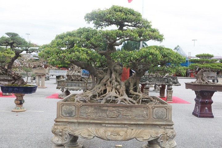 Chiêm ngưỡng bộ sanh cổ hơn 10 tỷ đồng, đại gia hỏi mua nhưng không bán - 3