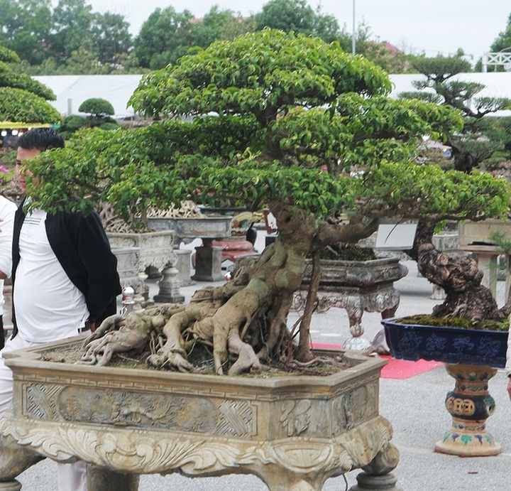 Chiêm ngưỡng bộ sanh cổ hơn 10 tỷ đồng, đại gia hỏi mua nhưng không bán - 4