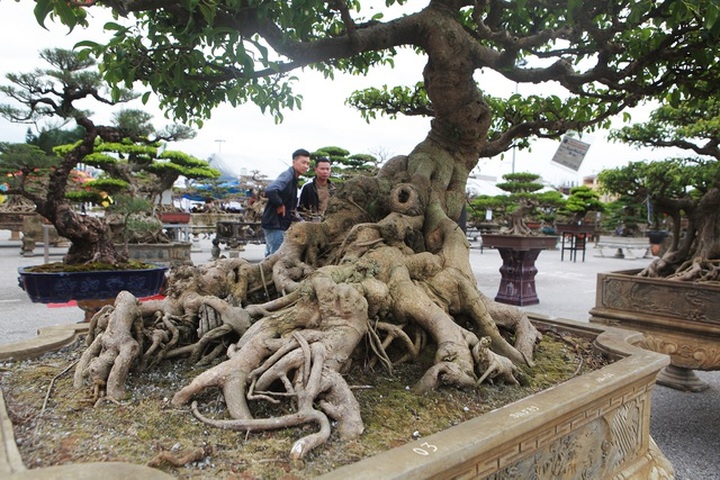 Chiêm ngưỡng bộ sanh cổ hơn 10 tỷ đồng, đại gia hỏi mua nhưng không bán - 5