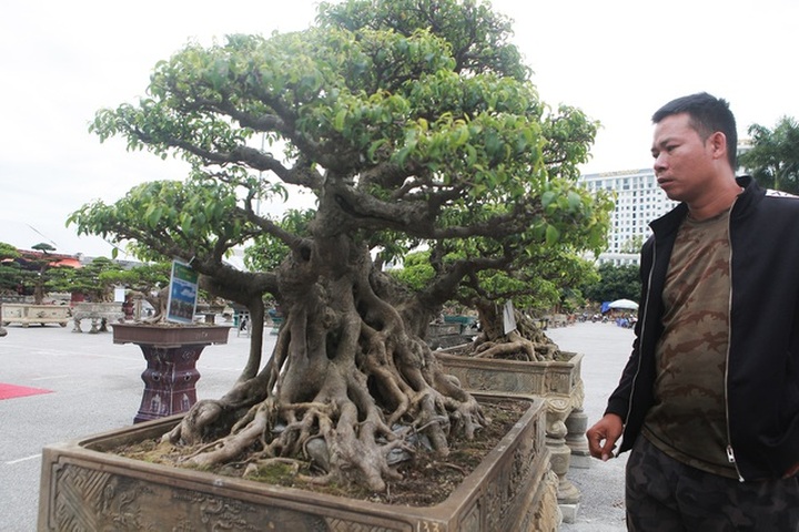 Chiêm ngưỡng bộ sanh cổ hơn 10 tỷ đồng, đại gia hỏi mua nhưng không bán - 8