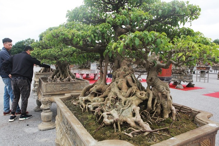 Chiêm ngưỡng bộ sanh cổ hơn 10 tỷ đồng, đại gia hỏi mua nhưng không bán - 10