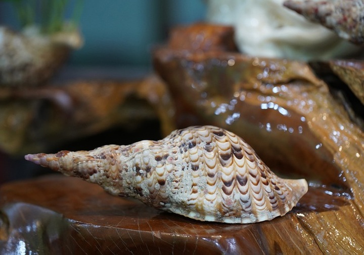 Chiêm ngưỡng bức Cửu Long Tranh Châu bằng vỏ sò nghìn năm tuổi - 11