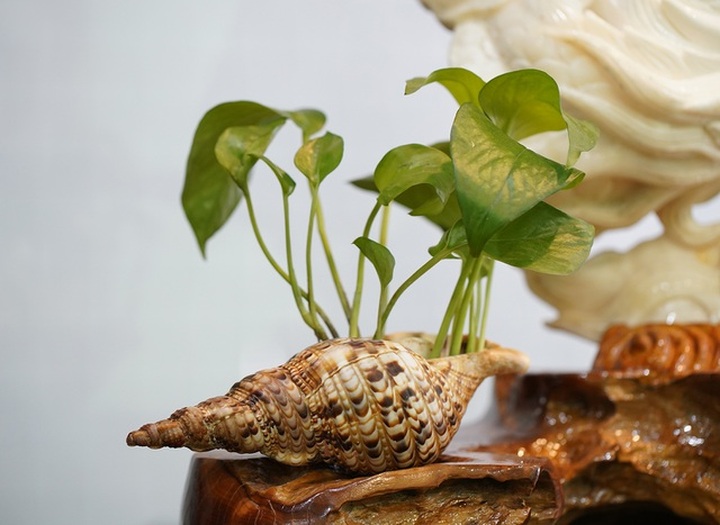 Chiêm ngưỡng bức Cửu Long Tranh Châu bằng vỏ sò nghìn năm tuổi - 12