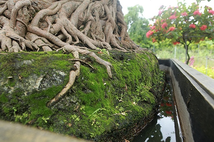 Chiêm ngưỡng cây bồ đề đỏ trăm tuổi, đại gia trả 2 tỷ đồng không bán - 11