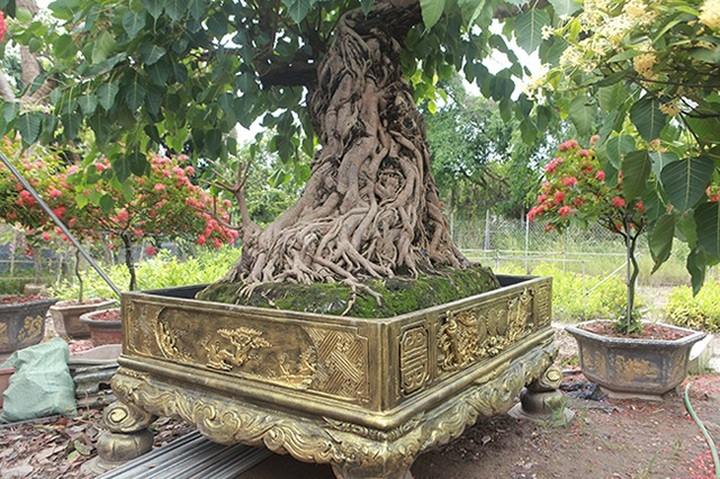 Chiêm ngưỡng cây bồ đề đỏ trăm tuổi, đại gia trả 2 tỷ đồng không bán - 13