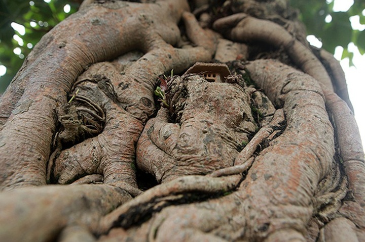 Chiêm ngưỡng cây bồ đề đỏ trăm tuổi, đại gia trả 2 tỷ đồng không bán - 8