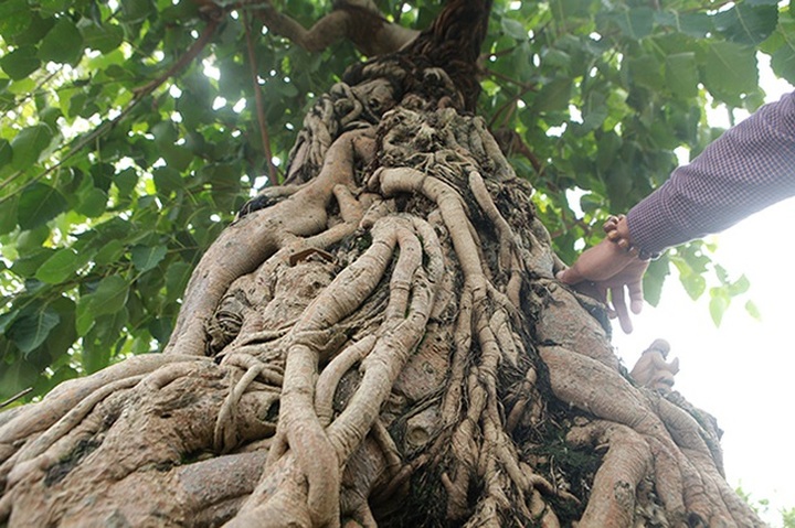 Chiêm ngưỡng cây bồ đề đỏ trăm tuổi, đại gia trả 2 tỷ đồng không bán - 10
