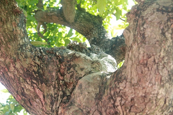 Chiêm ngưỡng cây lộc vừng tiền tỷ, lão nông mất gần nửa đời tạo tác - 6