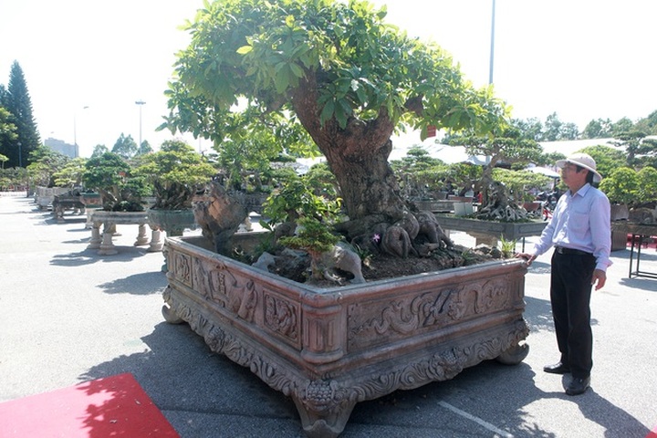 Chiêm ngưỡng cây lộc vừng tiền tỷ, lão nông mất gần nửa đời tạo tác - 7