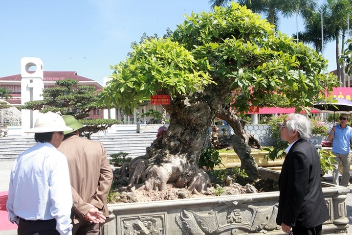 Chiêm ngưỡng cây lộc vừng tiền tỷ, lão nông mất gần nửa đời tạo tác - 8