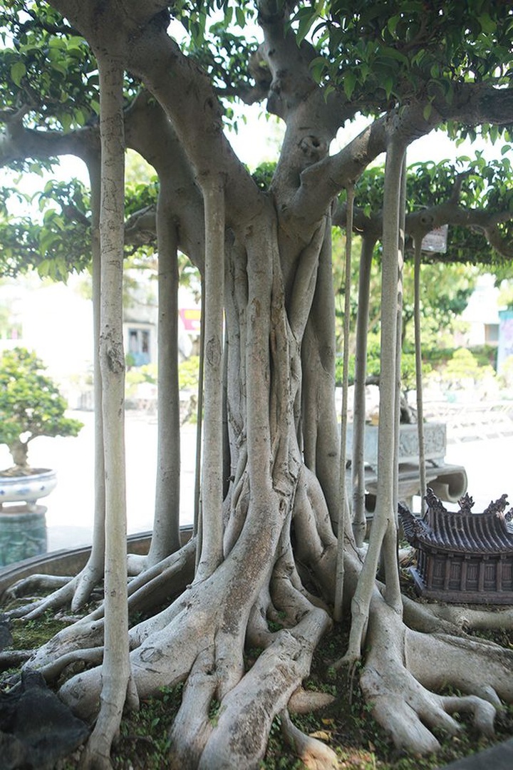 Chiêm ngưỡng “chùa Đồng” dưới bóng cây sanh tiền tỷ - 9