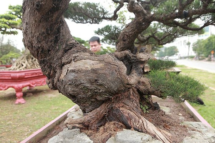 Chiêm ngưỡng lão phi lao hình chữ Nhẫn giá bạc tỷ - 11