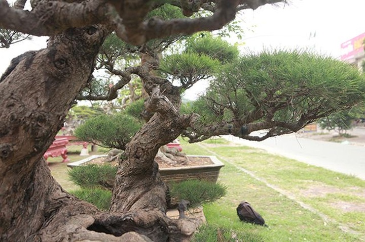 Chiêm ngưỡng lão phi lao hình chữ Nhẫn giá bạc tỷ - 12