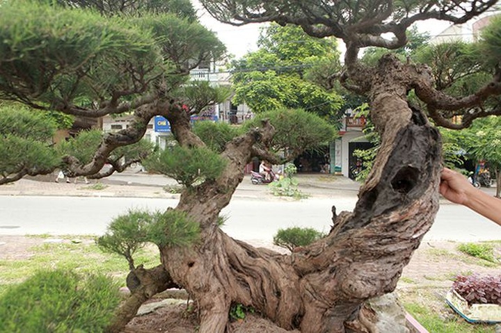 Chiêm ngưỡng lão phi lao hình chữ Nhẫn giá bạc tỷ - 4