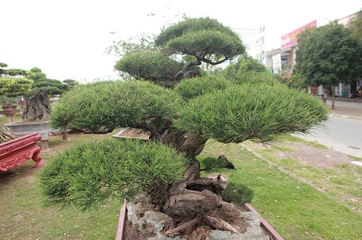 Chiêm ngưỡng lão phi lao hình chữ Nhẫn giá bạc tỷ - 9