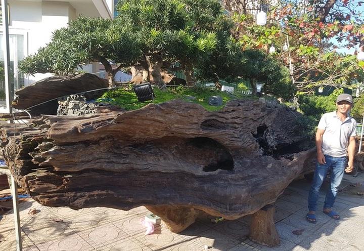 Cho tùng mọc trên khối gỗ lũa sao đen, chủ nhân “hét giá” tới 1,1 tỷ đồng - 1