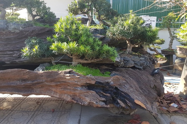 Cho tùng mọc trên khối gỗ lũa sao đen, chủ nhân “hét giá” tới 1,1 tỷ đồng - 3