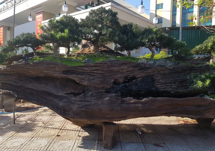 Cho tùng mọc trên khối gỗ lũa sao đen, chủ nhân “hét giá” tới 1,1 tỷ đồng - 4