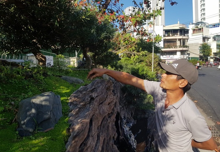 Cho tùng mọc trên khối gỗ lũa sao đen, chủ nhân “hét giá” tới 1,1 tỷ đồng - 5