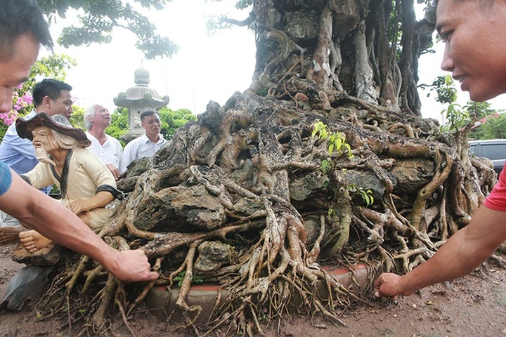 Choáng ngợp cây sanh lá móng cổ thụ giá chục tỷ ở Hà Nội - 7