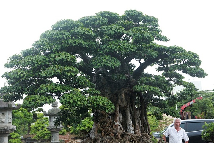 Choáng ngợp cây sanh lá móng cổ thụ giá chục tỷ ở Hà Nội - 9