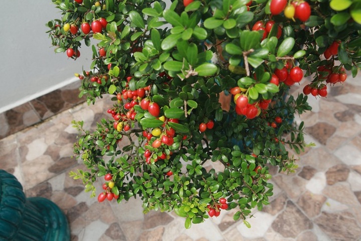 Choáng ngợp với bộ sưu tập “Hòn ngọc Viễn Đông” tiền tỷ giữa lòng Hà Nội - 11