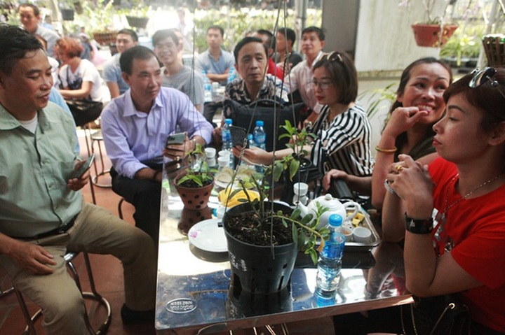 Choáng những giỏ hoa lan đột biến hiếm thấy ở Hà Nội, giá hàng trăm triệu - 2