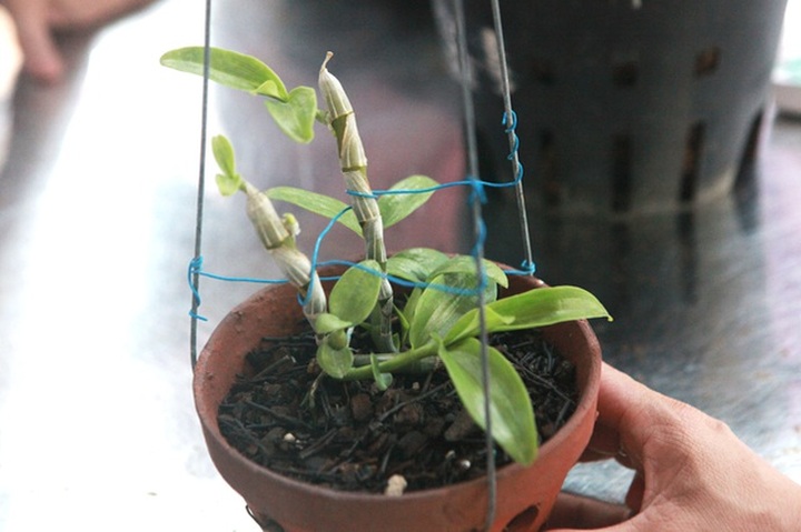 Choáng những giỏ hoa lan đột biến hiếm thấy ở Hà Nội, giá hàng trăm triệu - 13