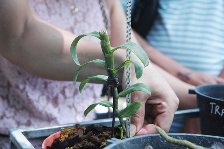 Choáng những giỏ hoa lan đột biến hiếm thấy ở Hà Nội, giá hàng trăm triệu - 18