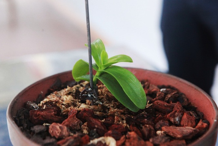 Choáng những giỏ hoa lan đột biến hiếm thấy ở Hà Nội, giá hàng trăm triệu - 8