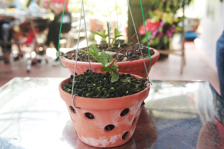 Choáng những giỏ hoa lan đột biến hiếm thấy ở Hà Nội, giá hàng trăm triệu - 9