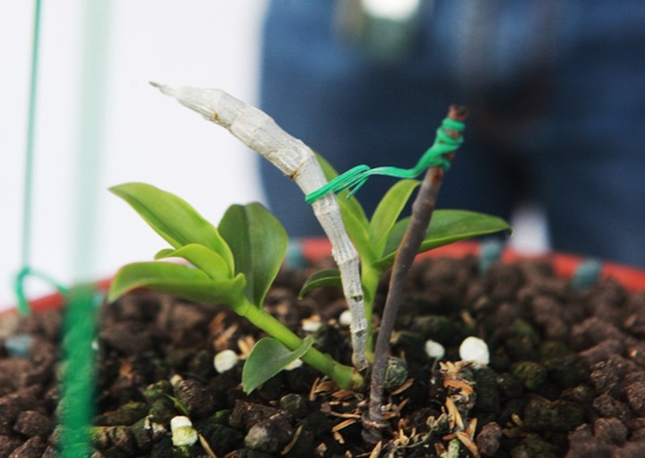 Choáng những giỏ hoa lan đột biến hiếm thấy ở Hà Nội, giá hàng trăm triệu - 10