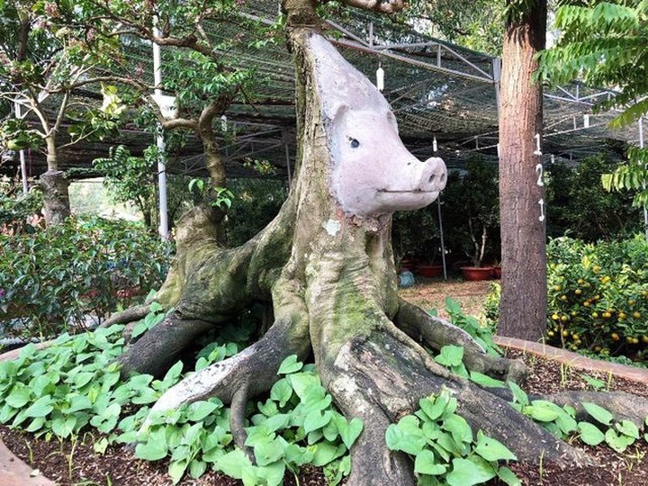 cay khe nua ty 3.JPG