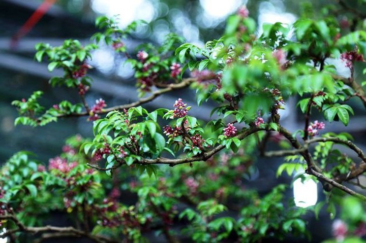 cay khe nua ty 4.jpg