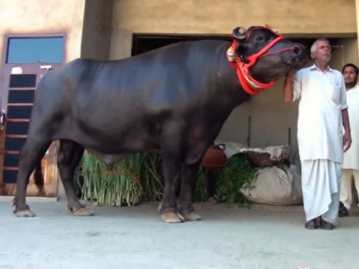 Chú bò “sang chảnh” thích uống whisky, được định giá đắt nhất thế giới - 2