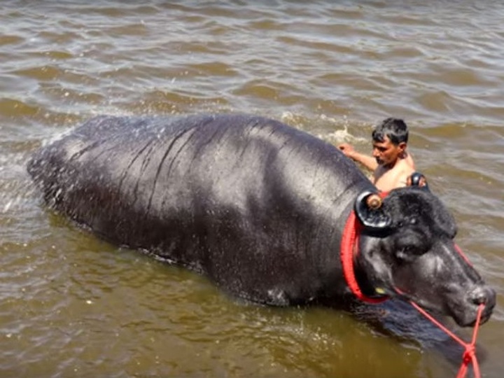 Chú bò “sang chảnh” thích uống whisky, được định giá đắt nhất thế giới - 3